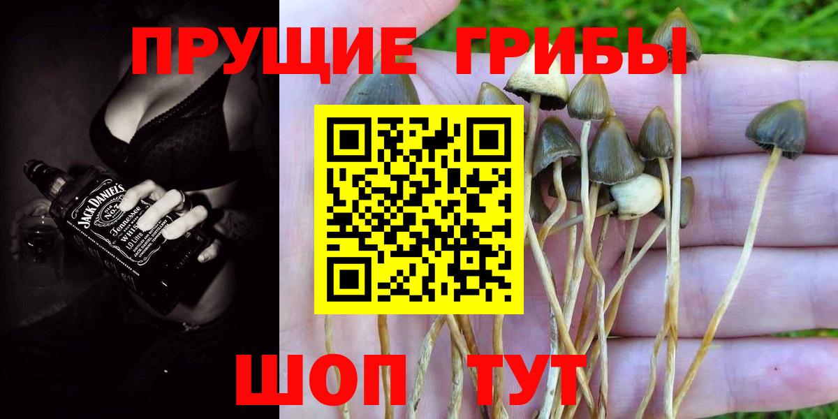 Псилоцибиновые грибы Psilocybe  Вход с VPN  Ступино  Псилоцибиновые грибы Psilocybe 